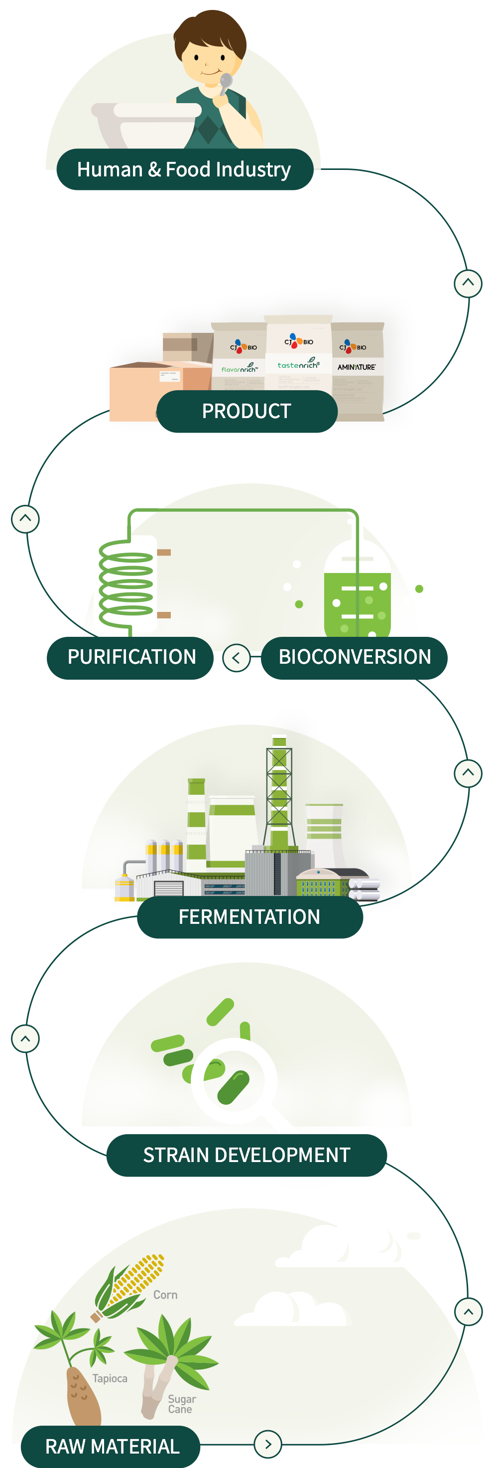 CJ BIO의 원료부터 제품까지의 바이오 생산 공정 원료, 균주 개발, 발효, 바이오전환, 정제, 제품 단계가 이어진 CJ BIO 공정 일러스트