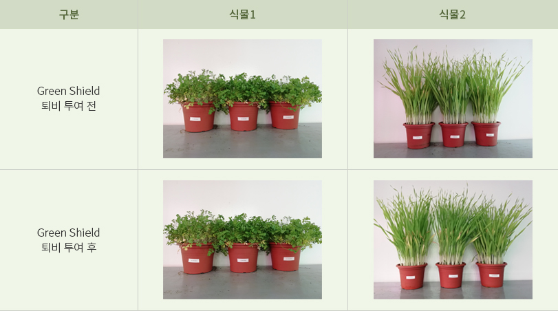 Green Shield 투여 전후 식물 비교 Green Shield 투여 전후의 화분 식물 비교 사진