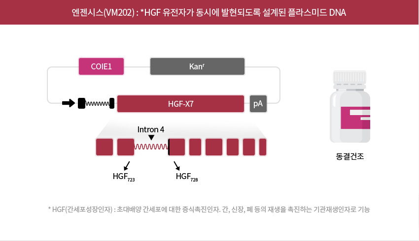 엔젠시스 플라스미드 DNA 구성 COIE1, KanR, HGF-X7, pA가 표시된 엔젠시스 플라스미드 DNA 구성 도식과 동결건조 바이알