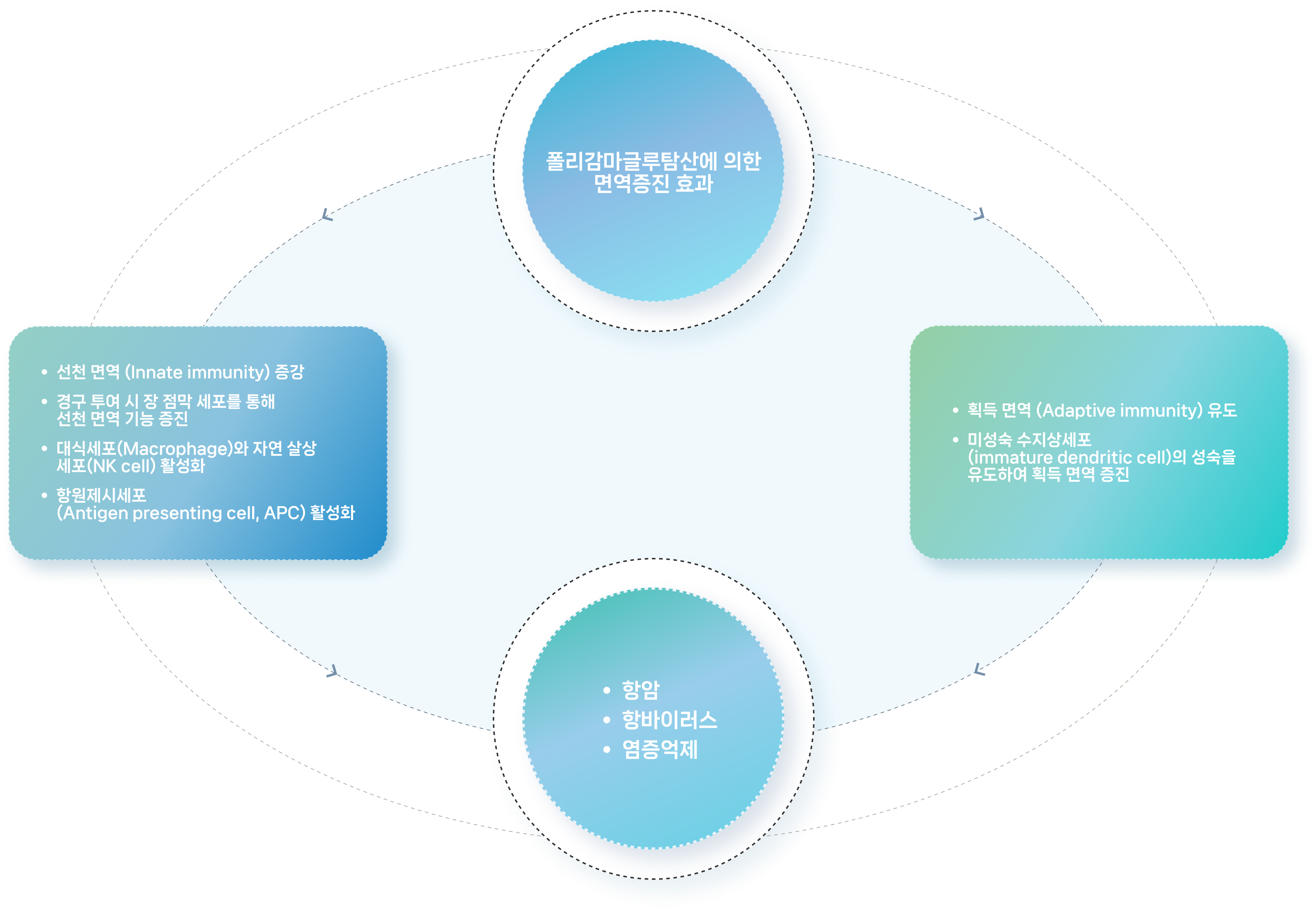 폴리감마글루탐산에 의한 면역증진 효과 도식 폴리감마글루탐산의 선천·획득 면역 증진 효과와 항암·항바이러스·염증억제 항목을 연결한 도식