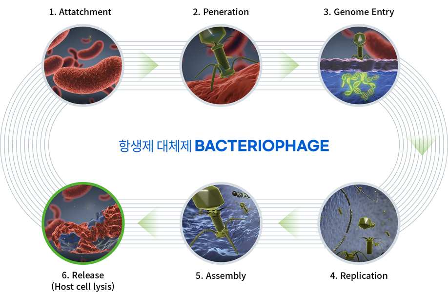 세균을 감염·용해하는 박테리오파지의 작동 단계 박테리오파지의 세균 부착, 침투, 유전체 진입, 복제, 조립, 숙주세포 용해 단계를 나타낸 도식