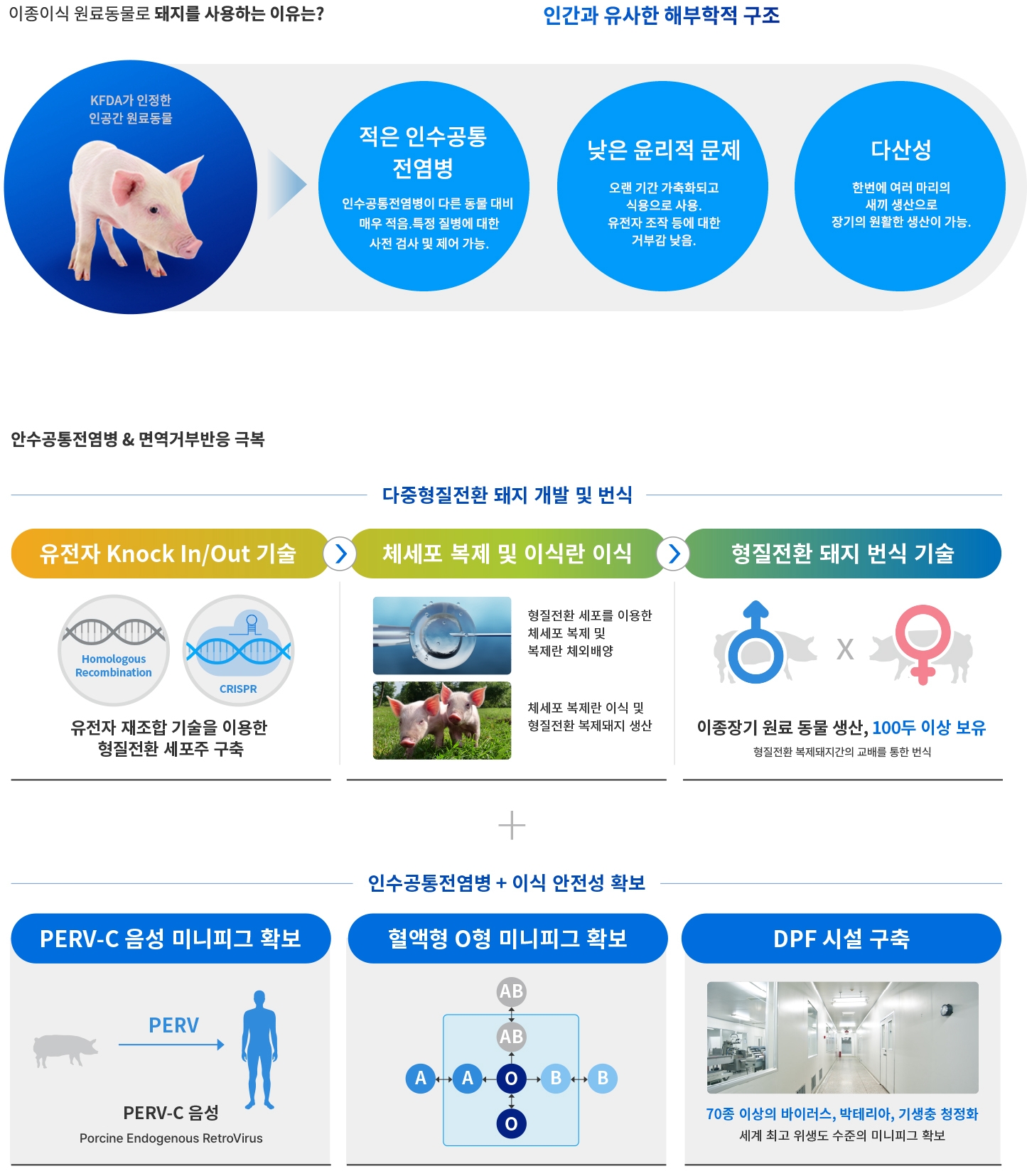 이종장기 원료동물용 형질전환 돼지 개발과 안전성 확보 체계 형질전환 돼지 개발, PERV-C 음성·O형 미니피그 확보, DPF 시설을 설명하는 이종장기 연구 인포그래픽