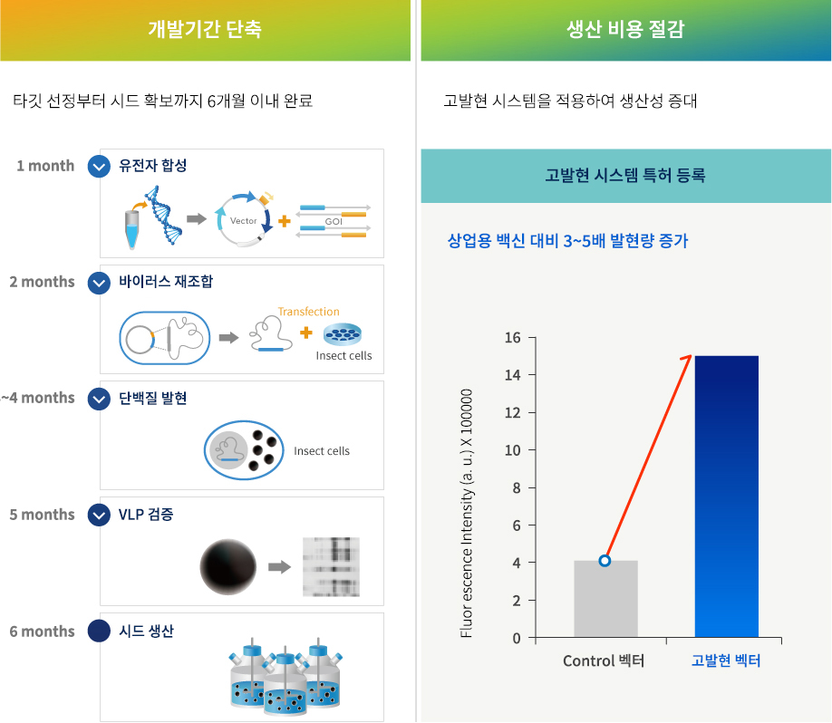 곤충세포 기반 VLP 백신의 개발 기간 단축과 발현량 비교 도식 유전자 합성부터 바이러스 재조합, 단백질 발현, VLP 검증, 시드 생산까지의 VLP 백신 개발·생산 과정