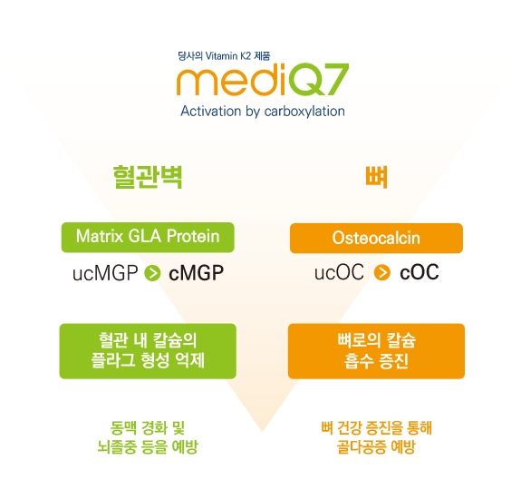 MediQ7 비타민 K2의 카복실화 작용 도식 MediQ7 로고와 혈관벽·뼈 영역의 Matrix GLA Protein 및 Osteocalcin 흐름을 표시한 도식