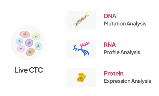 Live CTC 기반 DNA·RNA·단백질 분석 Live CTC와 DNA Mutation Analysis, RNA Profile Analysis, Protein Expression Analysis 항목을 보여주는 도식