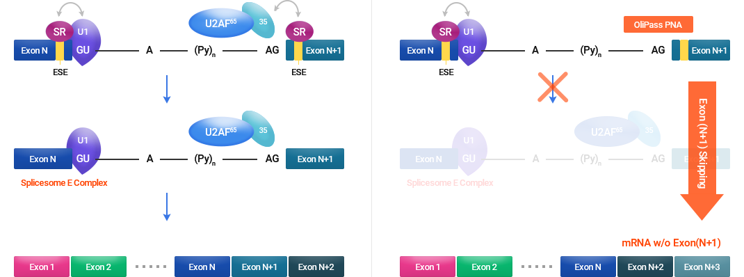 OliPass PNA에 의한 엑손 스키핑 과정 OliPass PNA 결합에 따른 엑손 N+1 스키핑과 mRNA 변이체 형성 도식