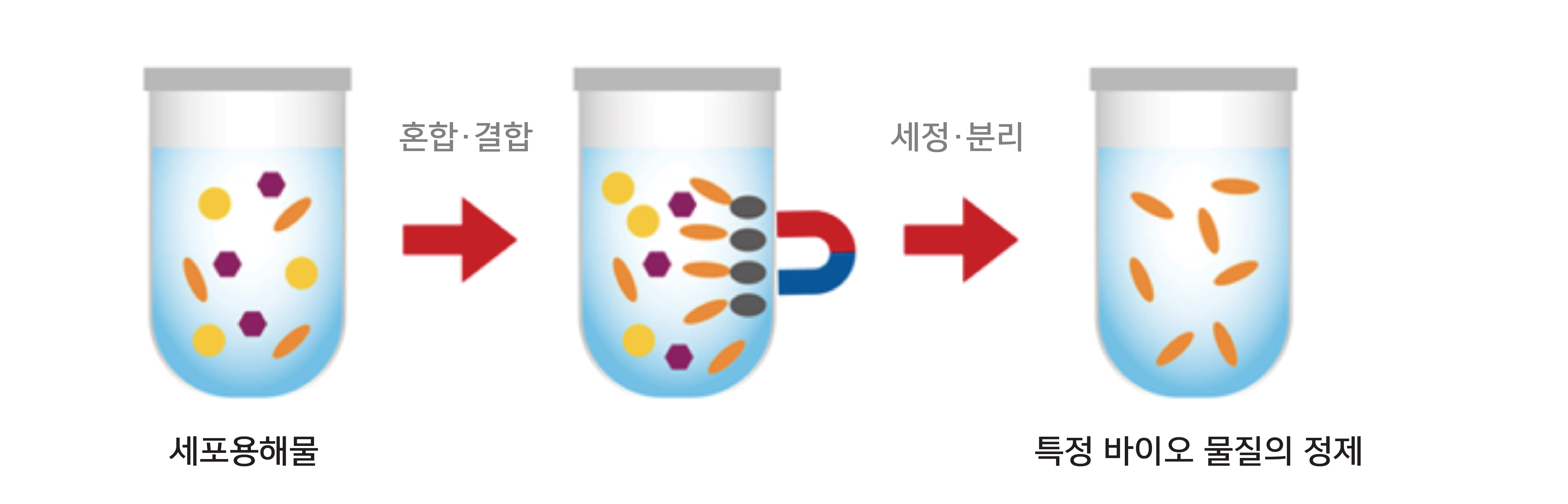 M-Bead를 이용한 바이오 물질 정제 공정 세포용해물에서 혼합·결합과 세정·분리를 거쳐 바이오 물질을 정제하는 과정도