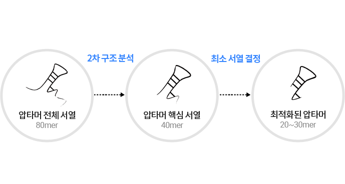 전체 압타머 서열에서 핵심 서열을 거쳐 최적화 압타머로 줄어드는 과정을 보여주는 도식