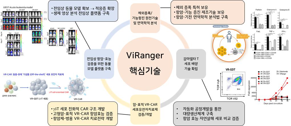 ViRanger 감마델타 T세포 기반 기술 구성 ViRanger 핵심기술을 중심에 두고 전임상 모델, 감마델타 T세포 배양, VR-CAR 개발을 연결한 도식