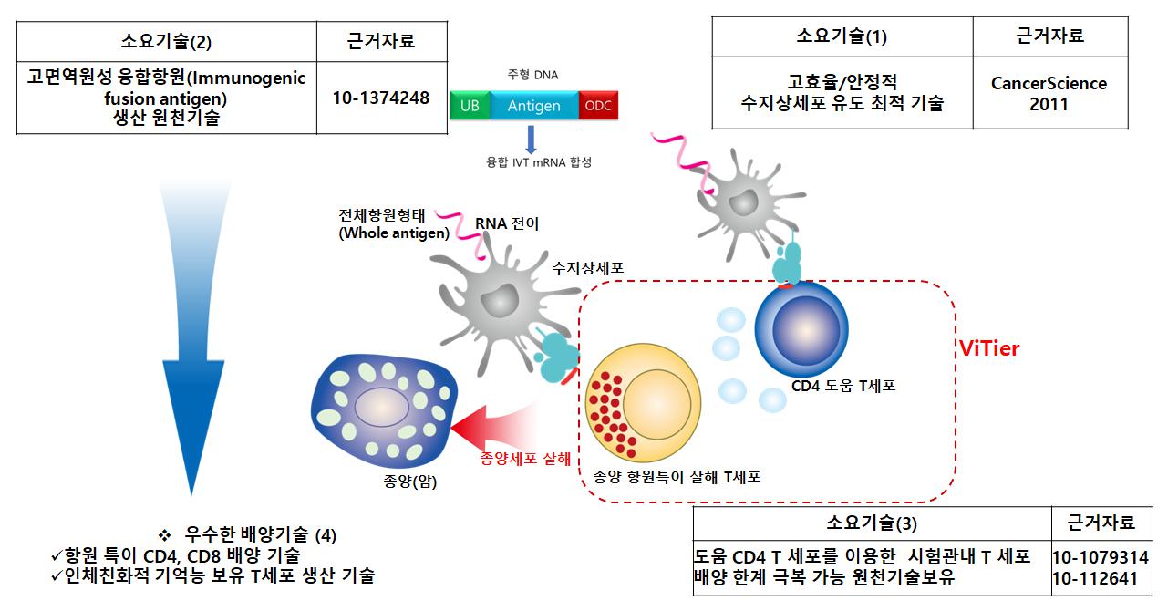 ViTier 항원 특이 T세포 치료 플랫폼의 작동 구조 ViTier의 항원 특이 T세포 생산 및 종양세포 살해 과정을 나타낸 기술 도식