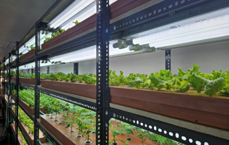 솔트웨어 NewWayFarm 페이지의 실내 수직농장 재배 시설 선반식 수직농장 안에서 작물이 재배되는 모습