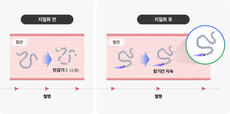 지질화에 따른 펩타이드의 혈중 지속성 변화 지질화 전후 펩타이드의 혈관 내 반감기와 장기간 지속을 비교한 도식