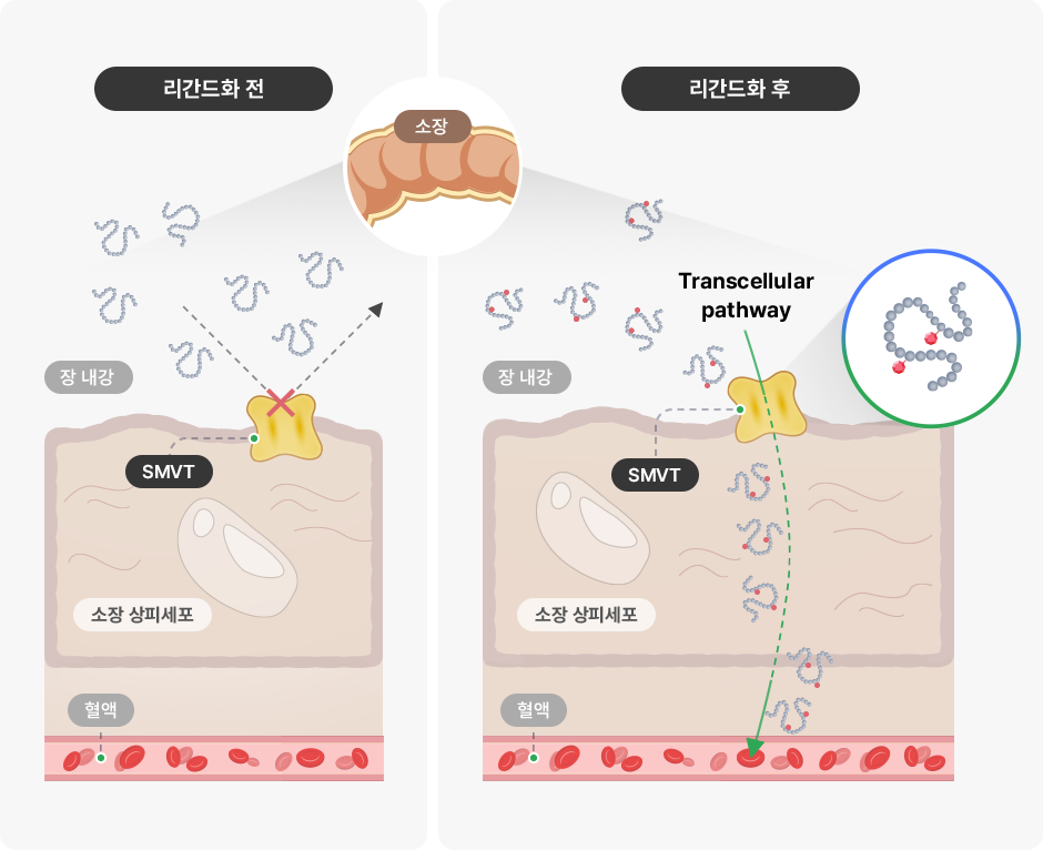 리간드화로 소장 상피세포를 통과하는 펩타이드 리간드화 전후의 소장 상피세포 통과와 혈액 이동을 비교한 도식