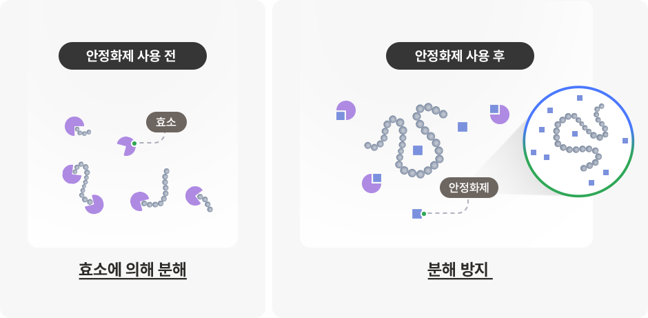 안정화제가 펩타이드의 효소 분해를 막는 원리 효소에 의한 펩타이드 분해와 안정화제 사용 후 분해 방지를 비교한 도식