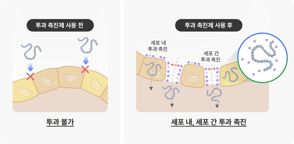 투과 촉진제를 통한 세포 내·세포 간 전달 투과 촉진제 사용 전후의 세포 내·세포 간 펩타이드 투과를 비교한 도식