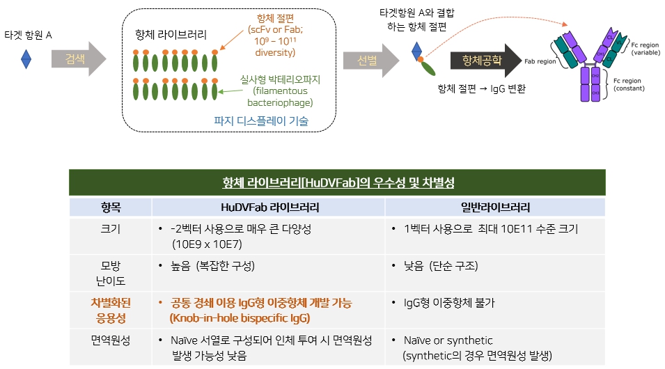HuDVFab 항체 라이브러리의 항체 선별 과정 및 일반 라이브러리와의 비교 파지 디스플레이 기반 항체 라이브러리 검색, 선별 및 IgG 항체 전환 과정을 보여주는 도식과 비교표