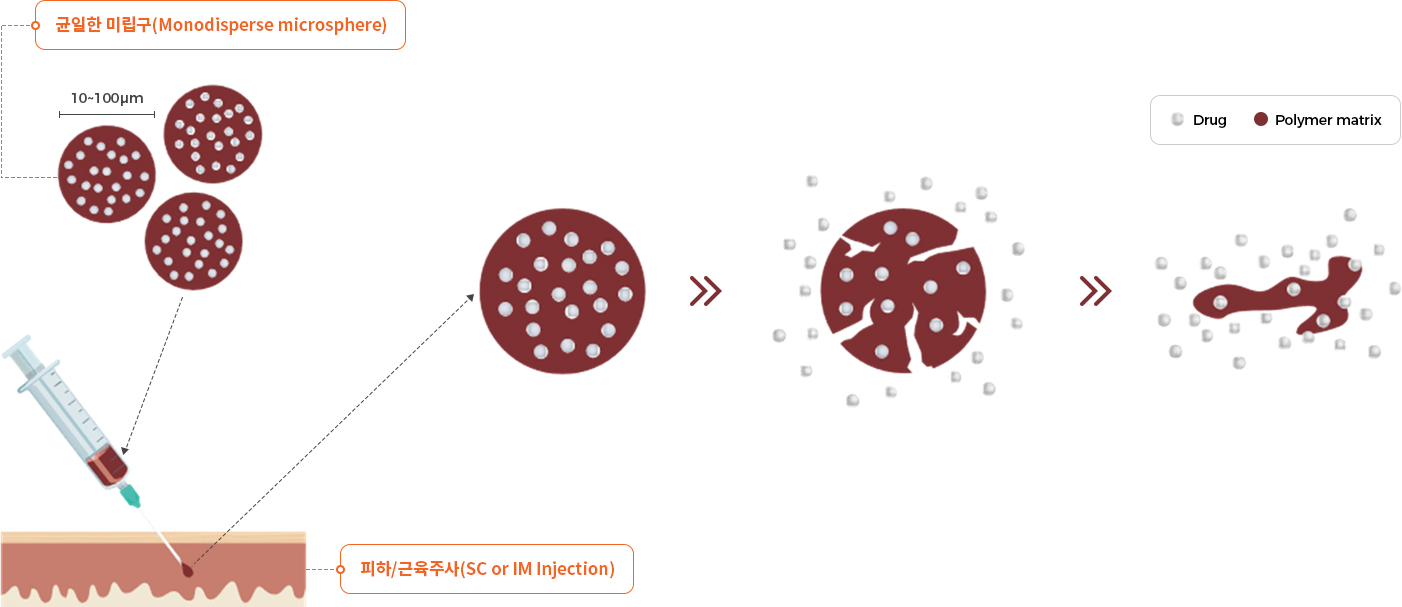 고분자 미립구 안의 약물이 주사 후 미립구 붕괴와 함께 방출되는 과정을 보여주는 도식