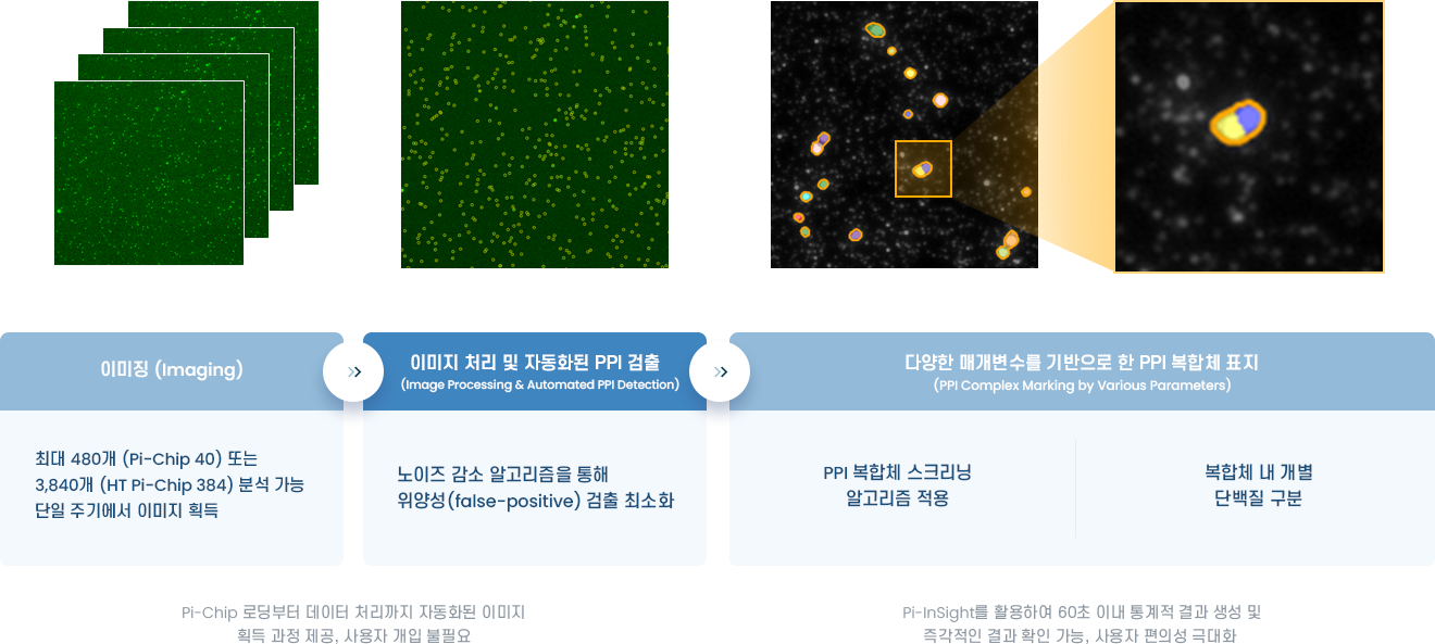 Pi-Insight의 이미지 처리와 PPI 복합체 검출 흐름 형광 이미지에서 PPI 복합체를 검출하고 확대하는 Pi-Insight 처리 흐름